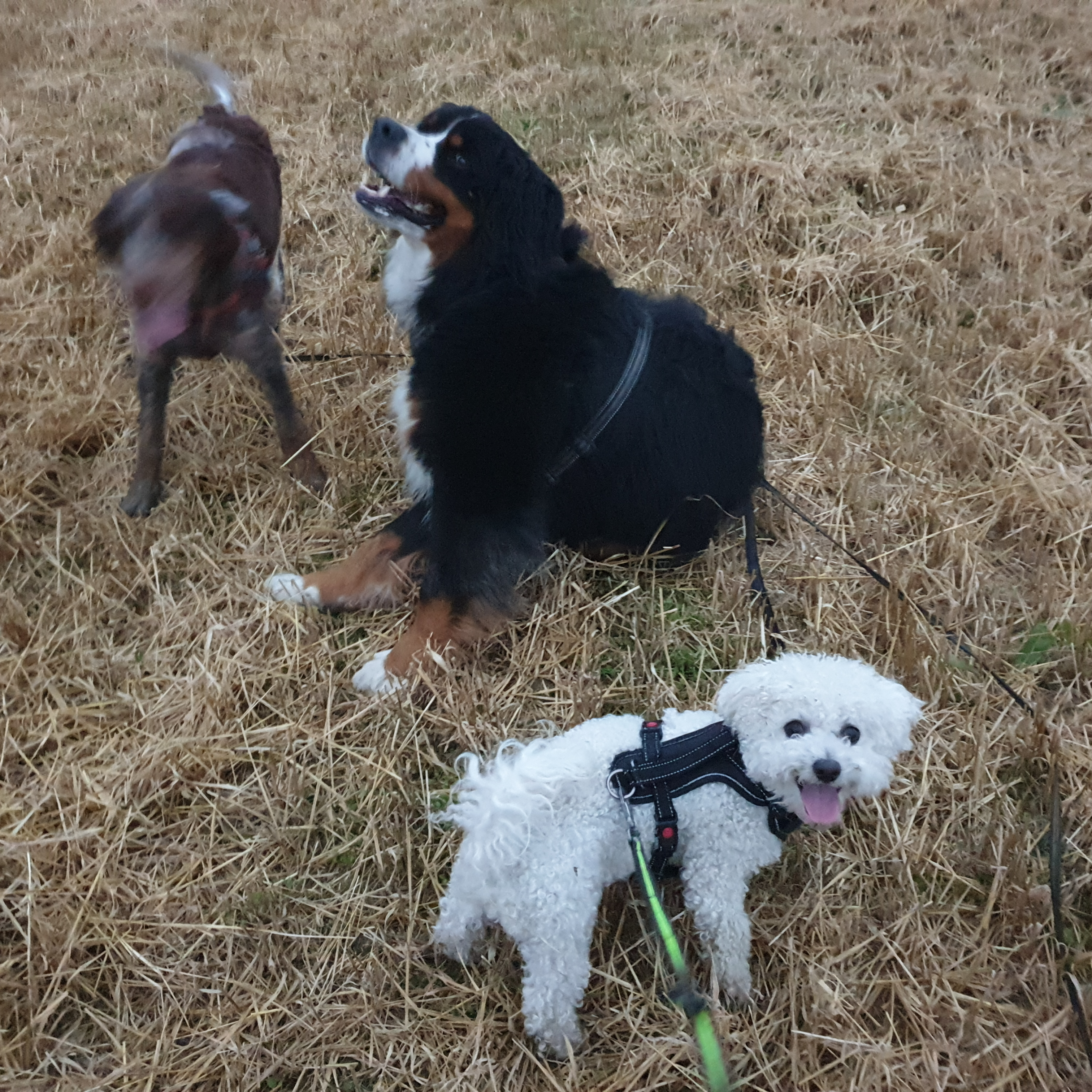 Berner Basse, Charlie Bichon frisee og Etta